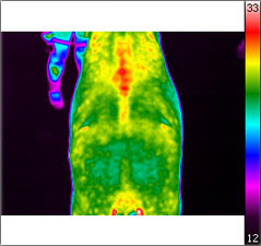 Thermografische Aufnahmen eines Pferdes